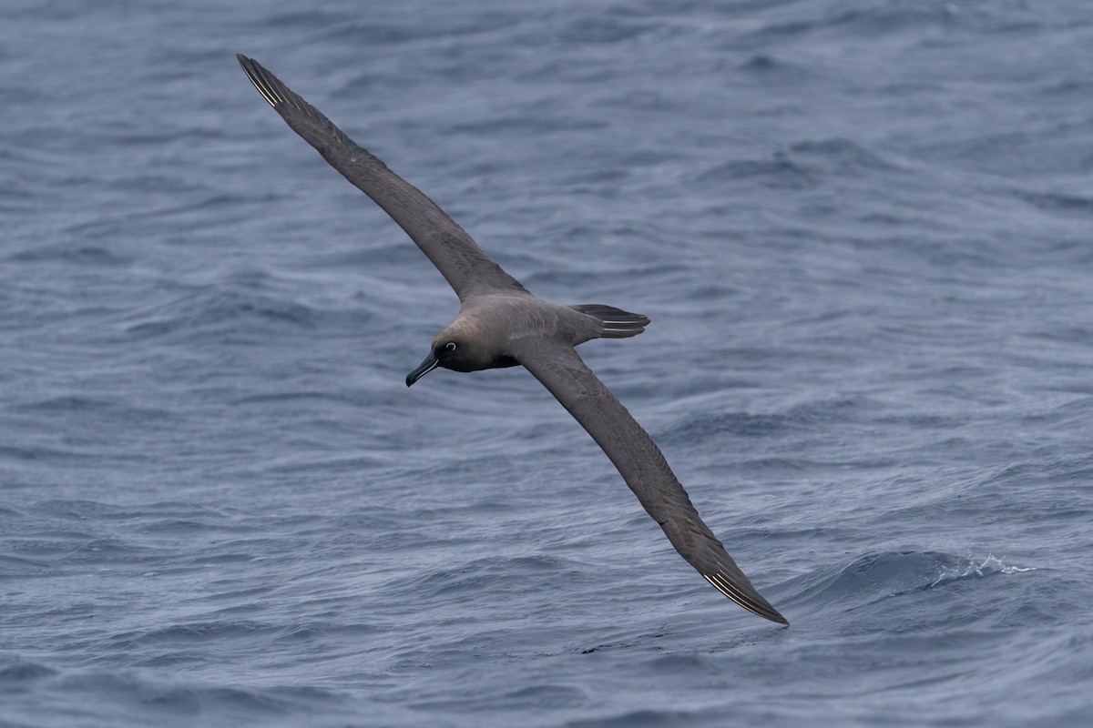 Sooty Albatross - Anonymous