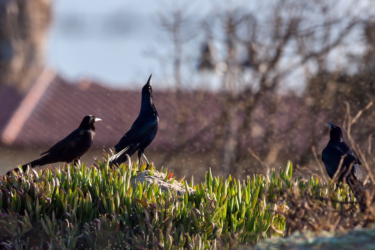 Great-tailed Grackle - ML620463996