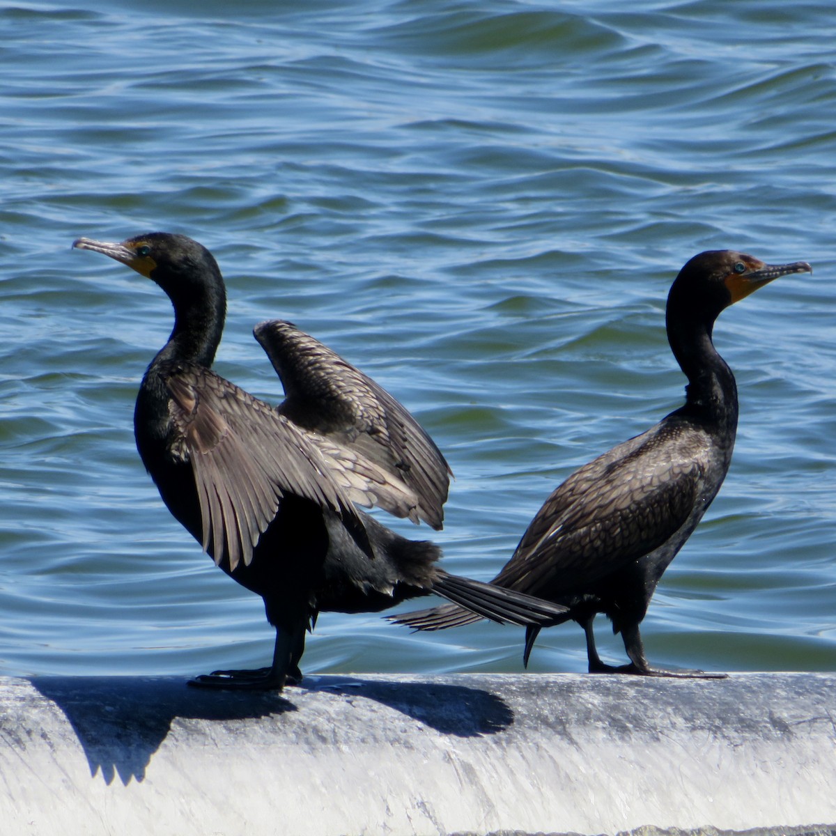 Cormorán Orejudo - ML620464000