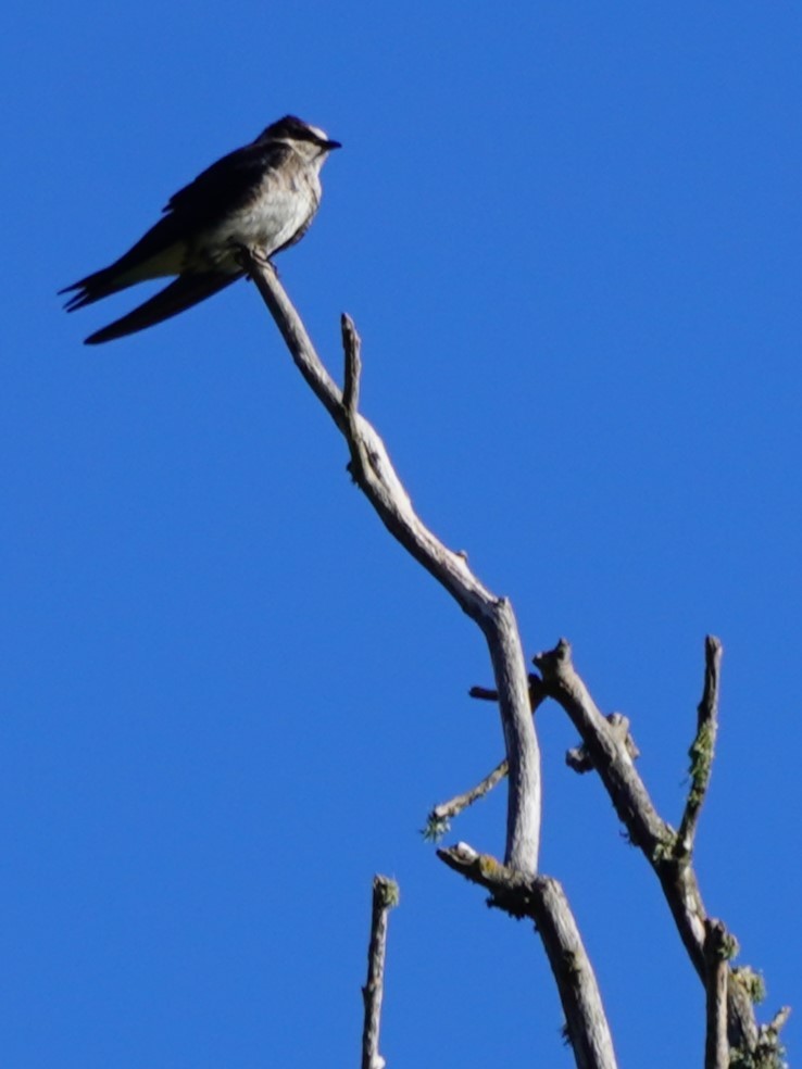 Golondrina Purpúrea - ML620464001