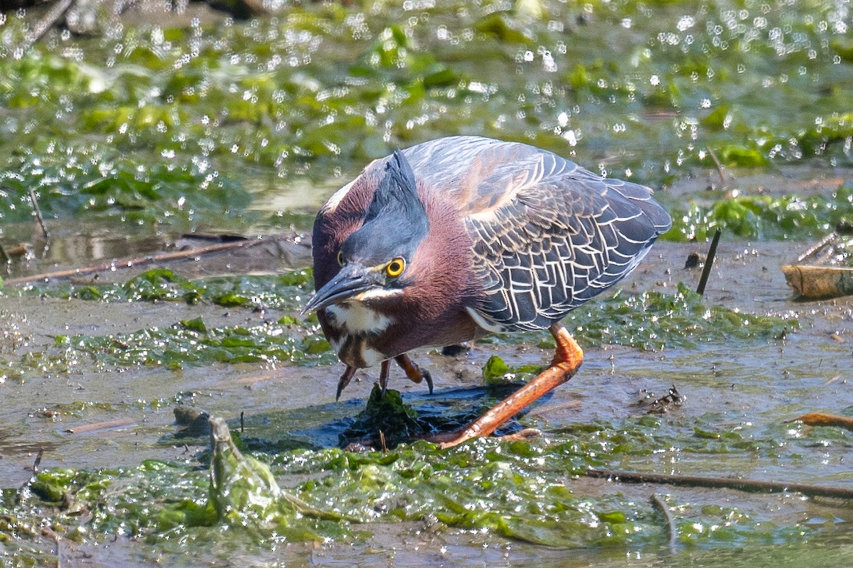 Green Heron - ML620464002