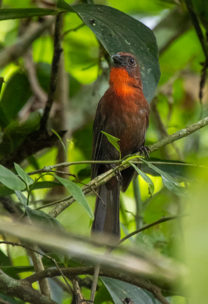 Red-throated Ant-Tanager - Mónica Thurman