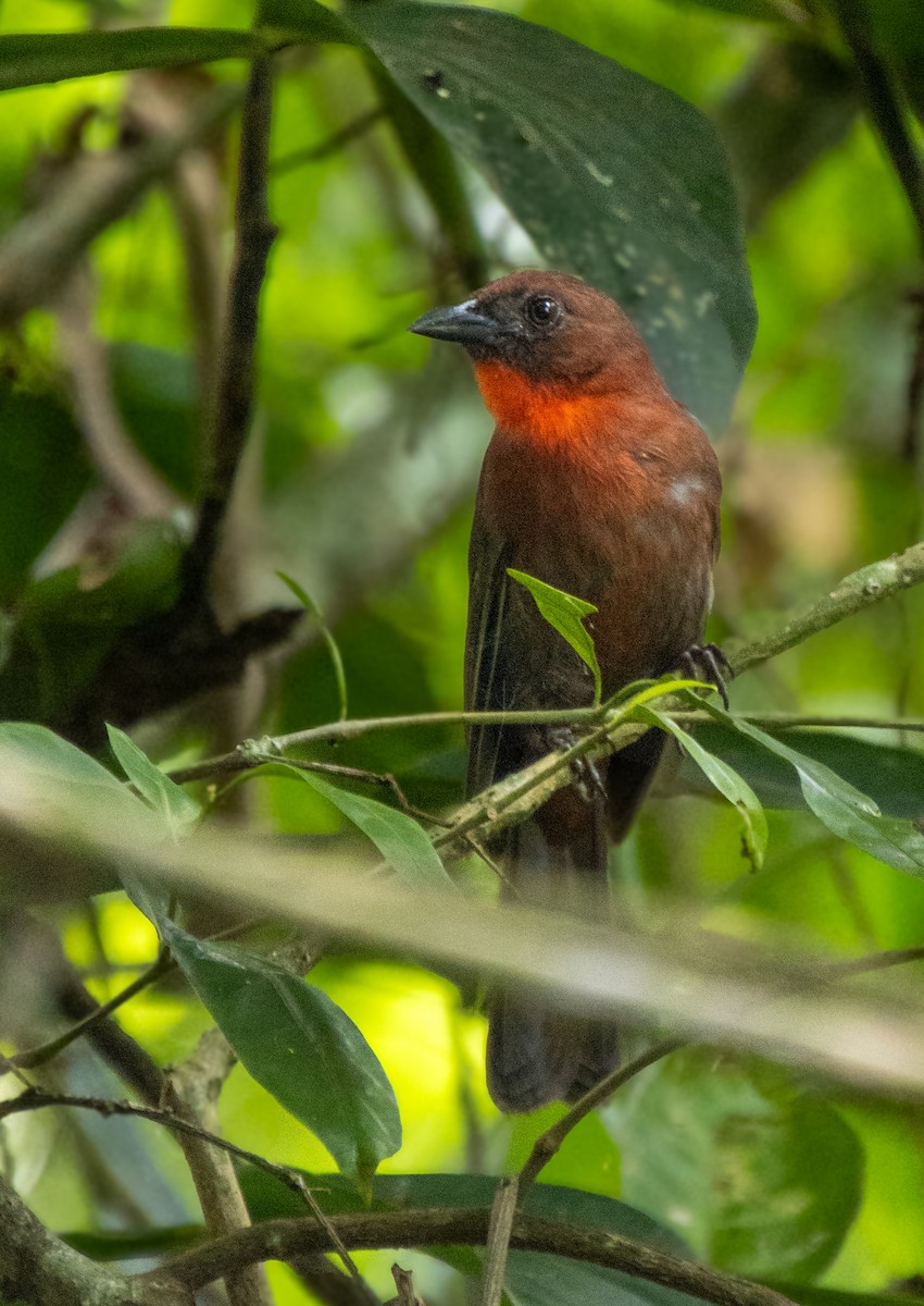 Red-throated Ant-Tanager - ML620464006