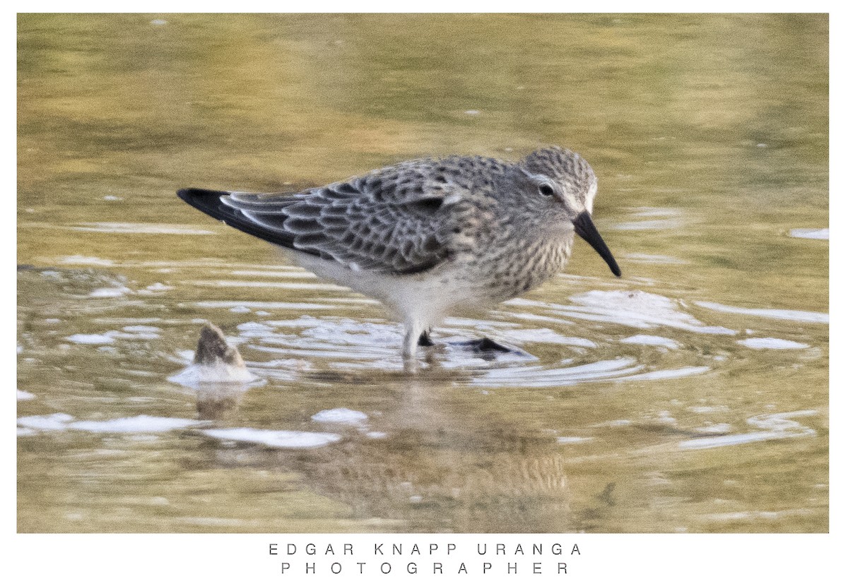 White-rumped Sandpiper - ML620464007