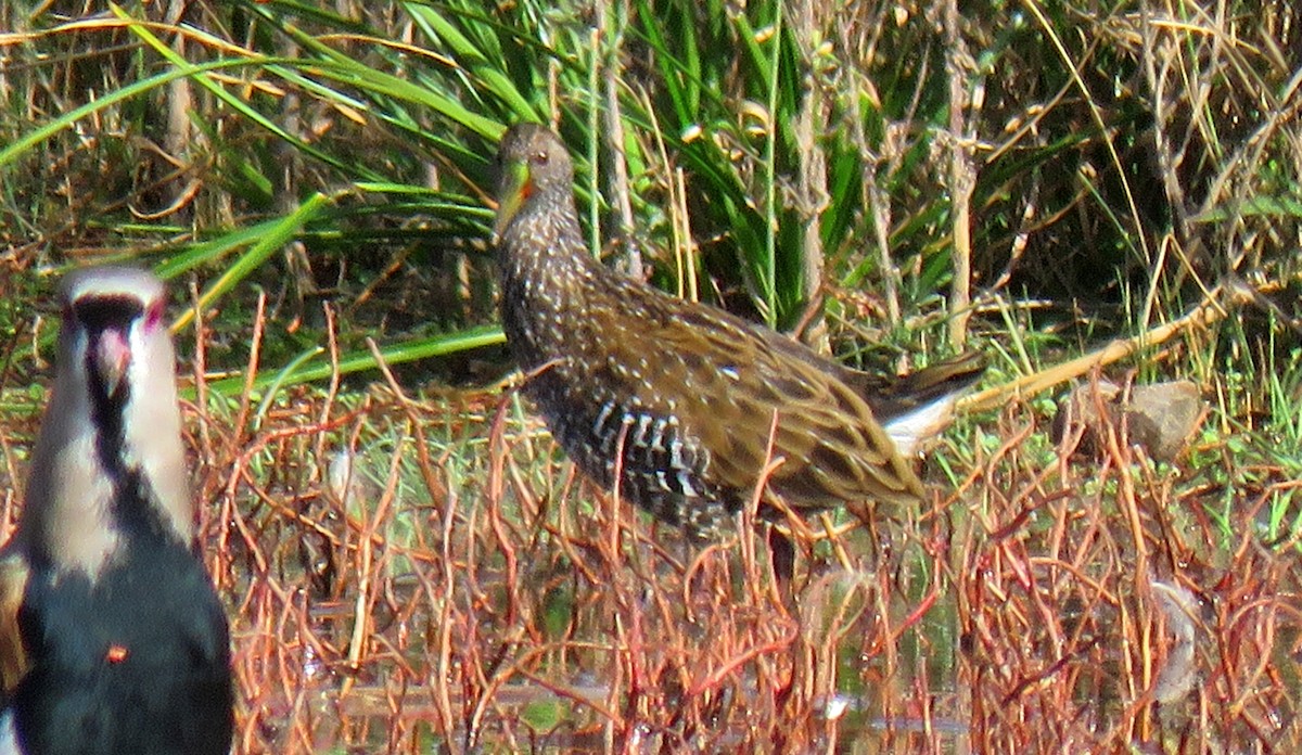 Spotted Rail - ML620464011