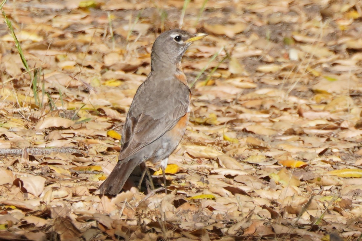 American Robin - ML620464012