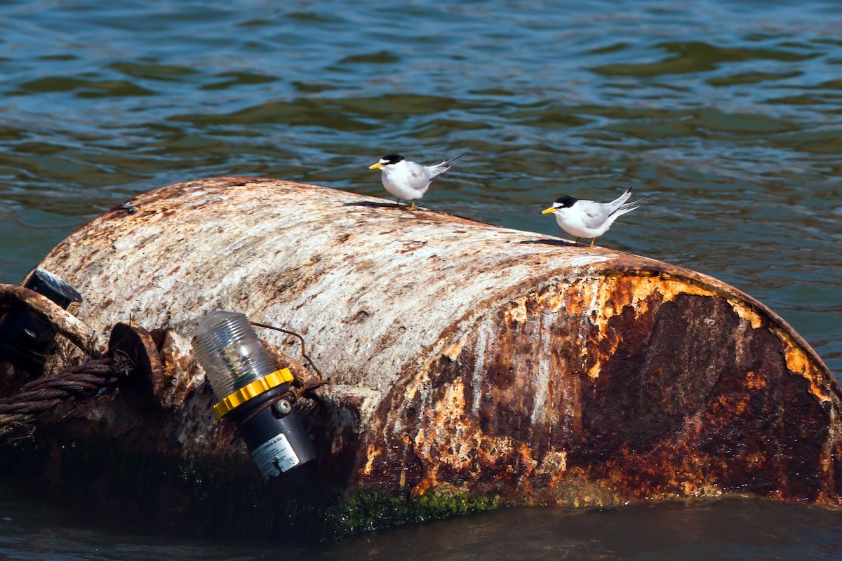 Least Tern - ML620464013