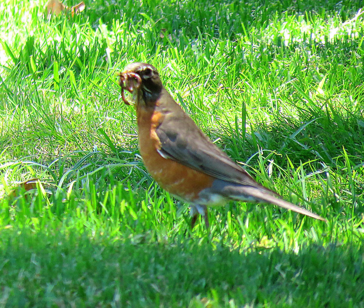 American Robin - ML620464015