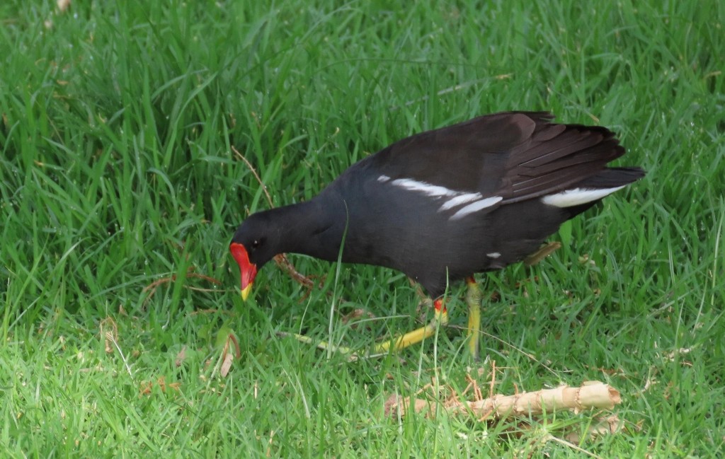 Gallinula/Fulica/Porphyrio, unbestimmt - ML620464016