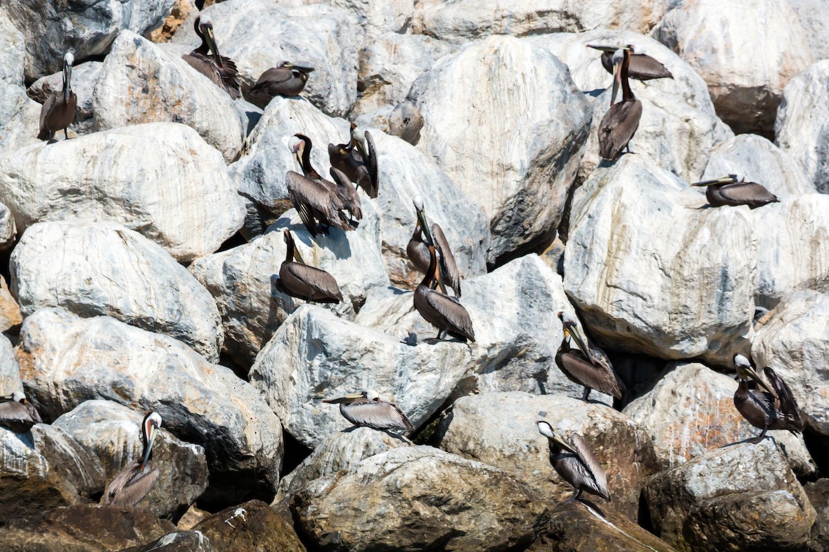 Brown Pelican - ML620464017