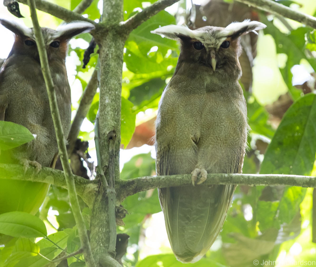 Crested Owl - ML620464020