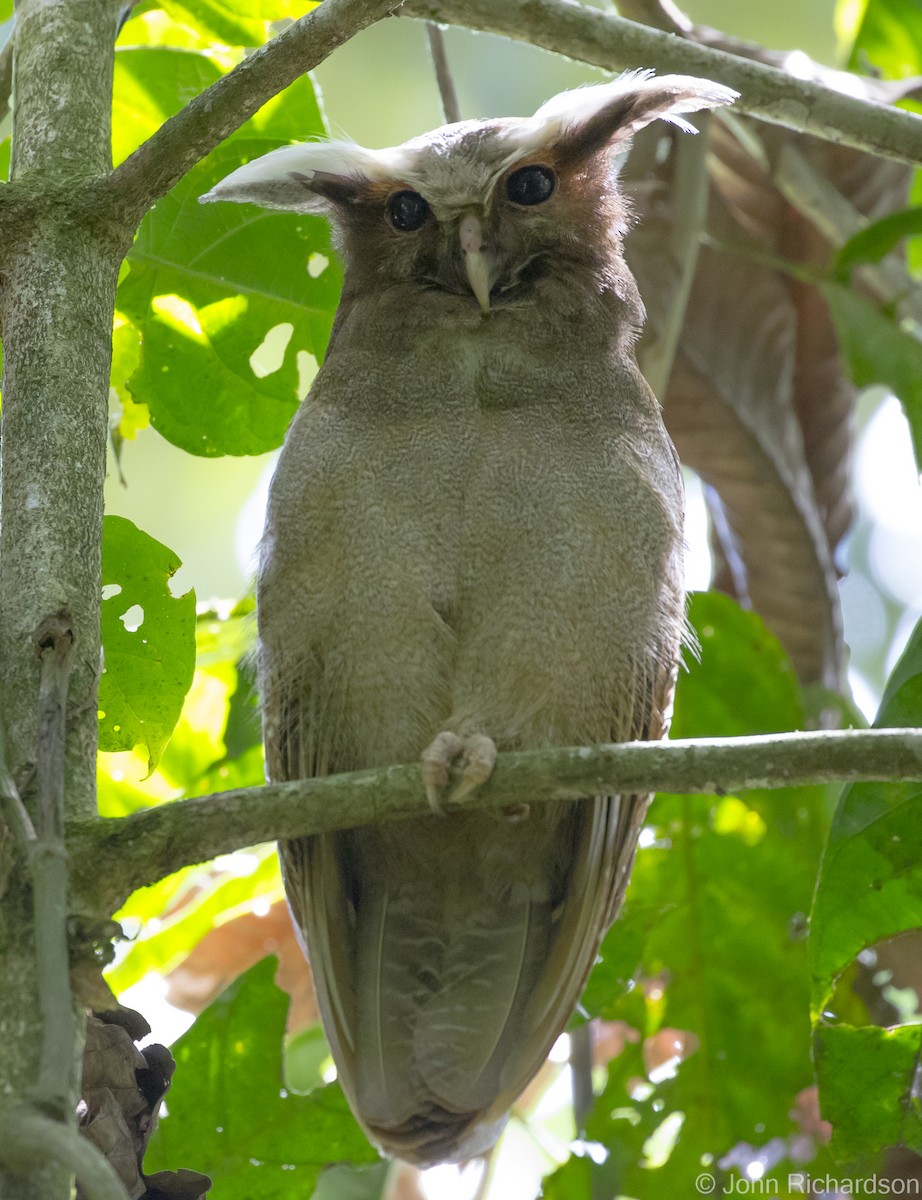 Crested Owl - ML620464021