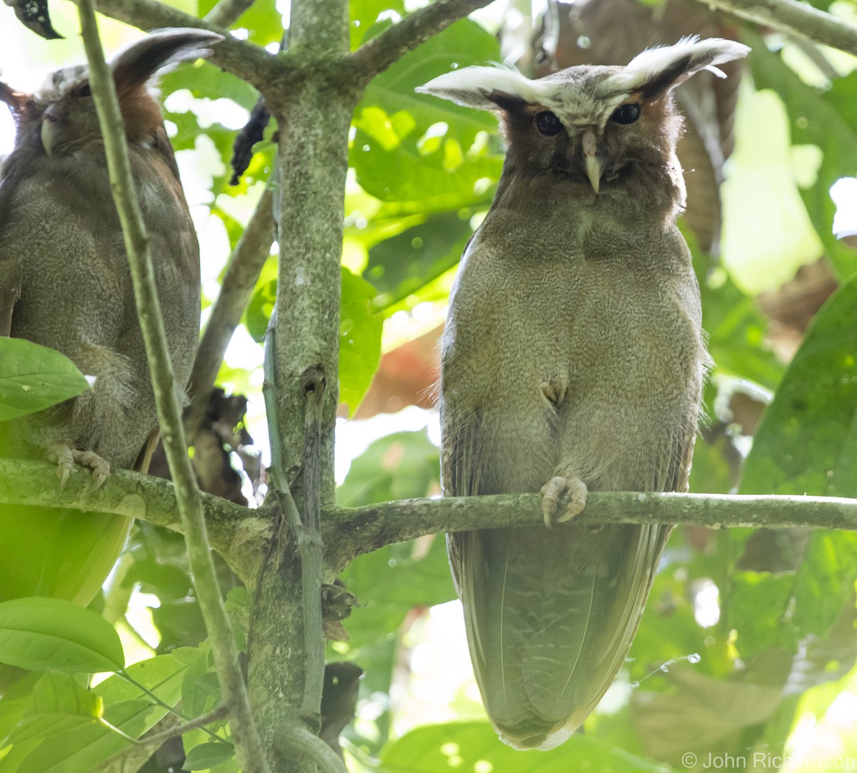 Crested Owl - ML620464022