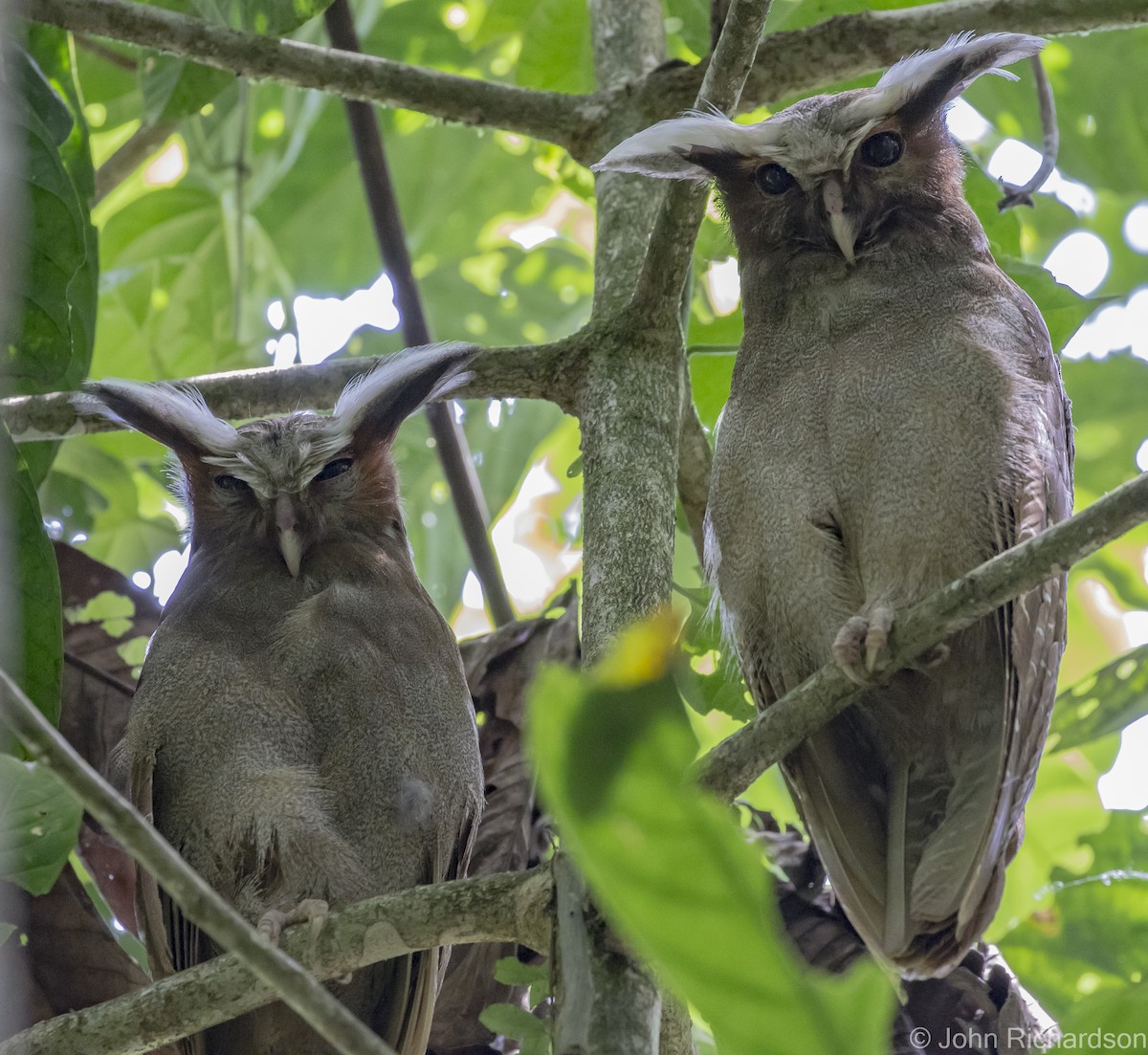 Crested Owl - ML620464023