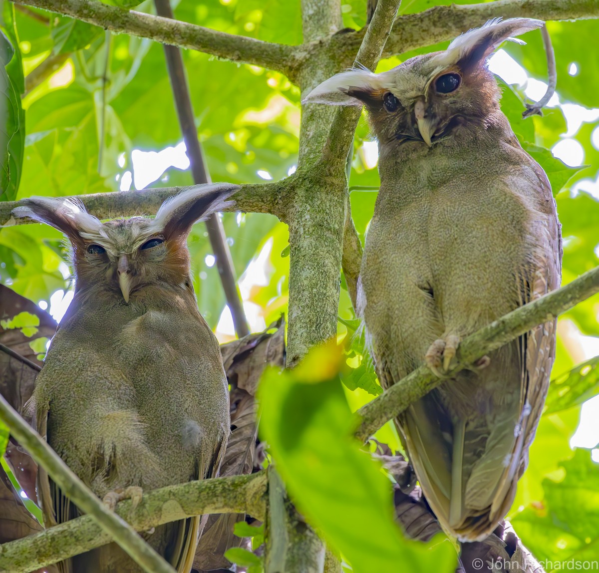 Crested Owl - ML620464024