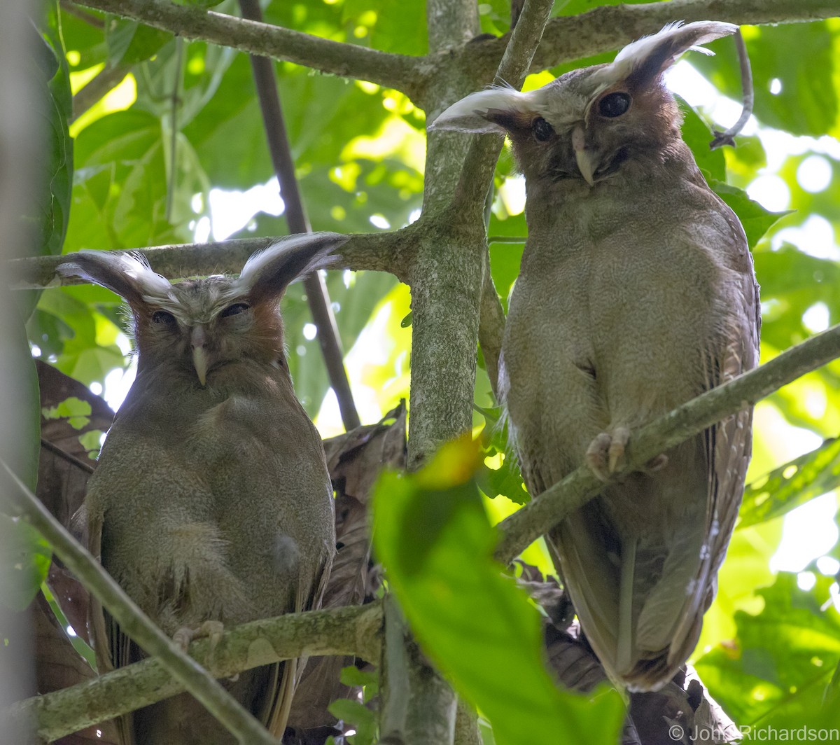 Crested Owl - ML620464025