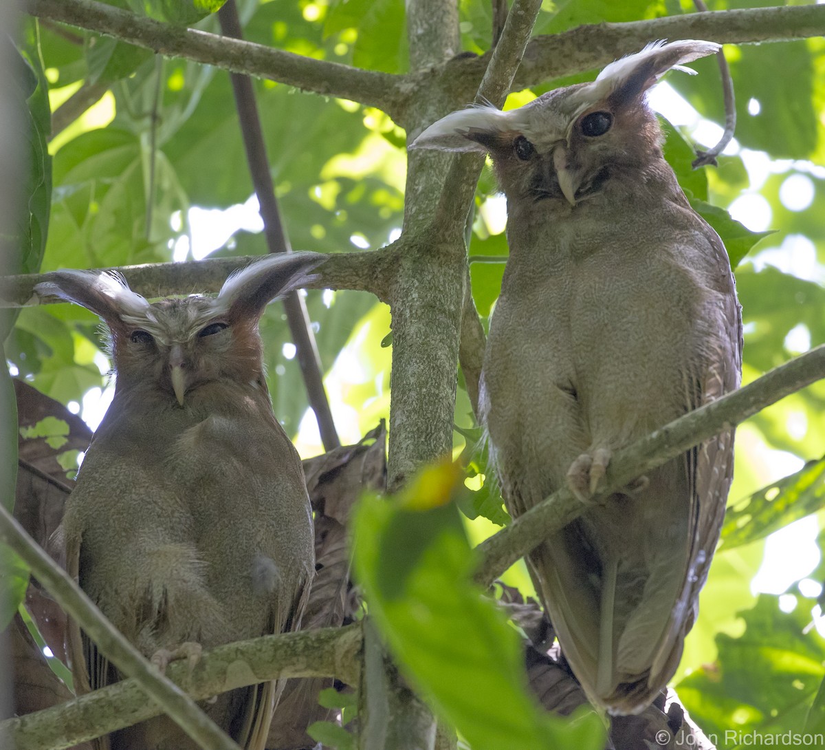 Crested Owl - ML620464026