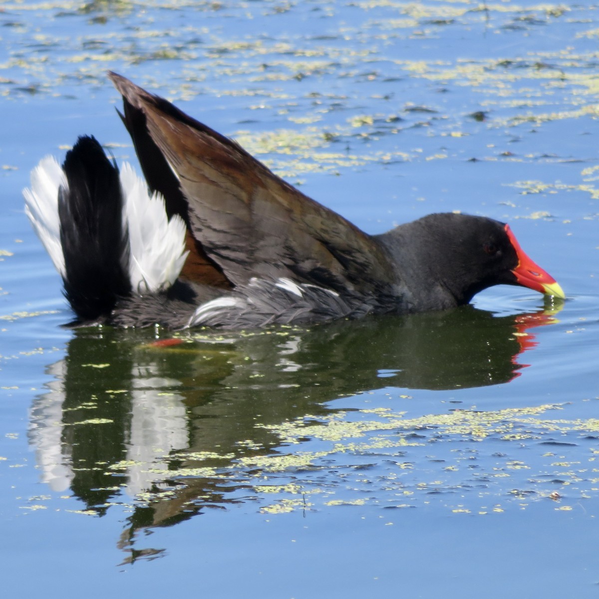 Gallinule d'Amérique - ML620464027