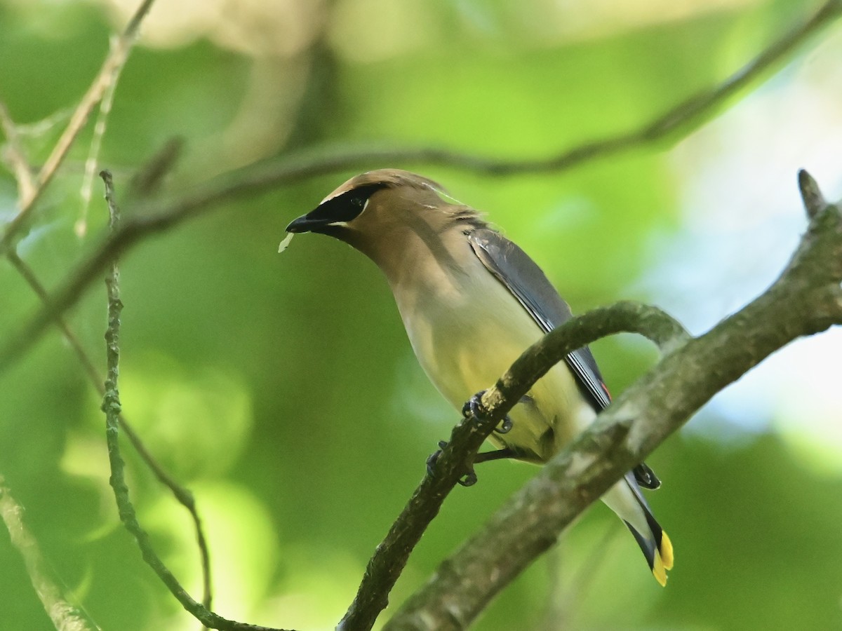 Cedar Waxwing - ML620464041
