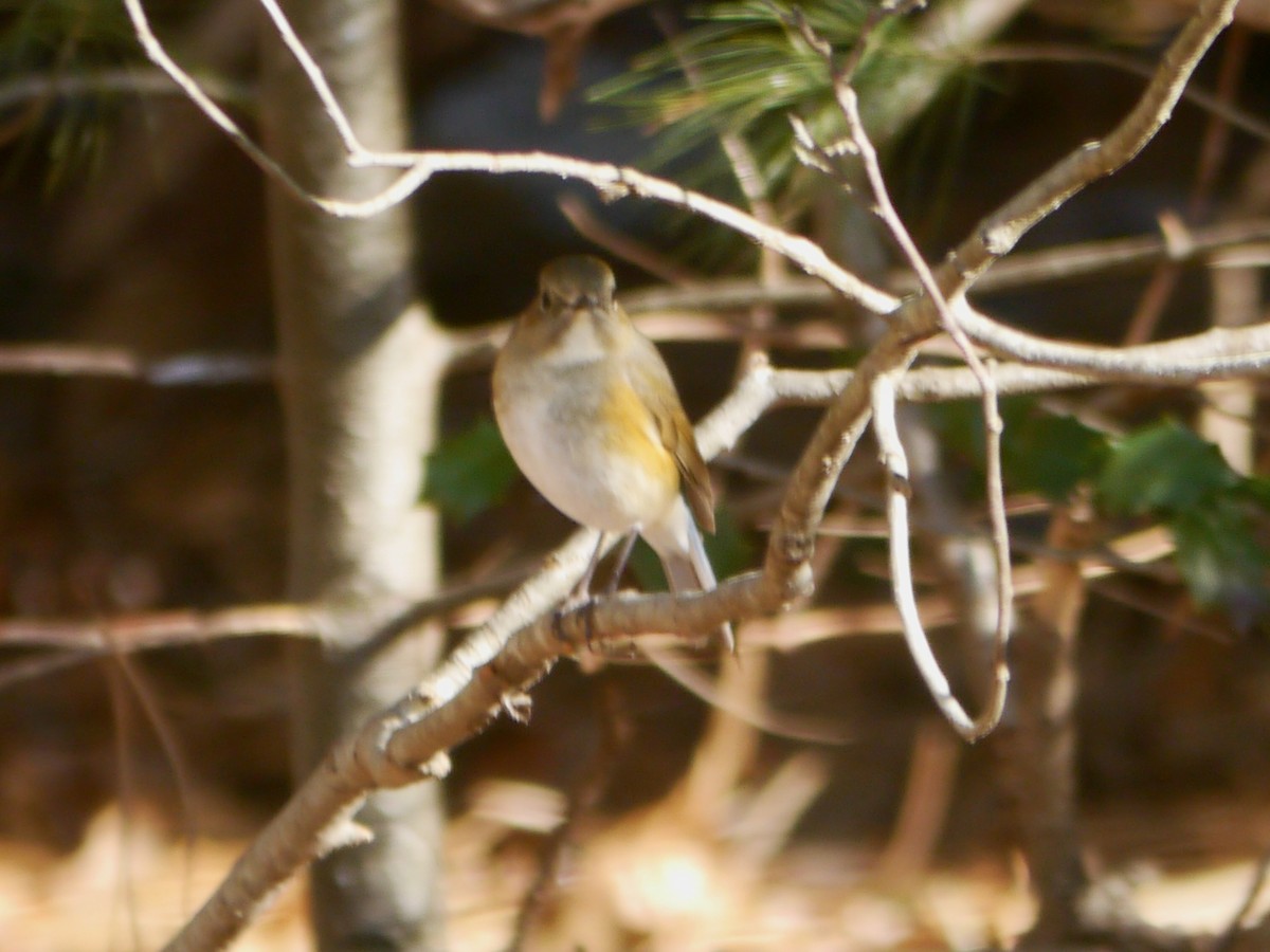 Red-flanked Bluetail - ML620464048
