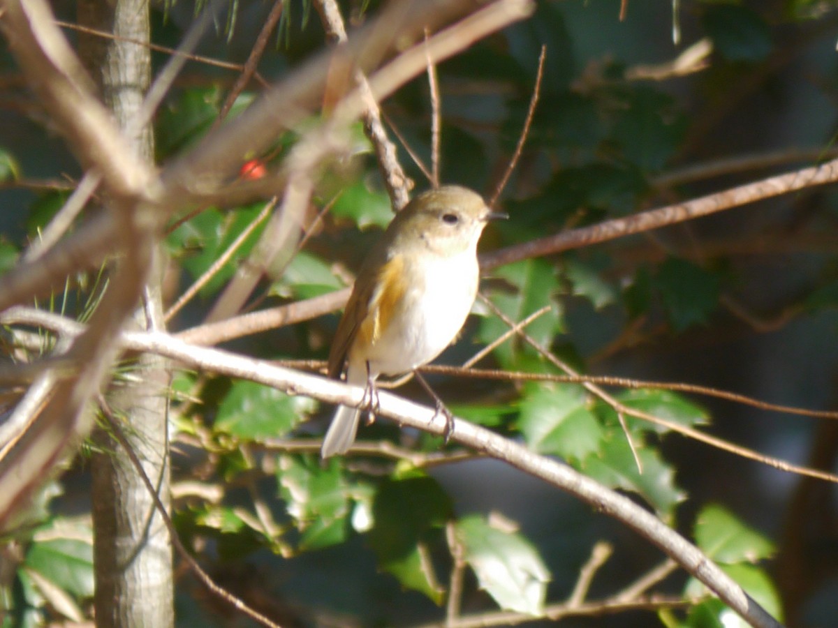 Red-flanked Bluetail - Tom Ostrand