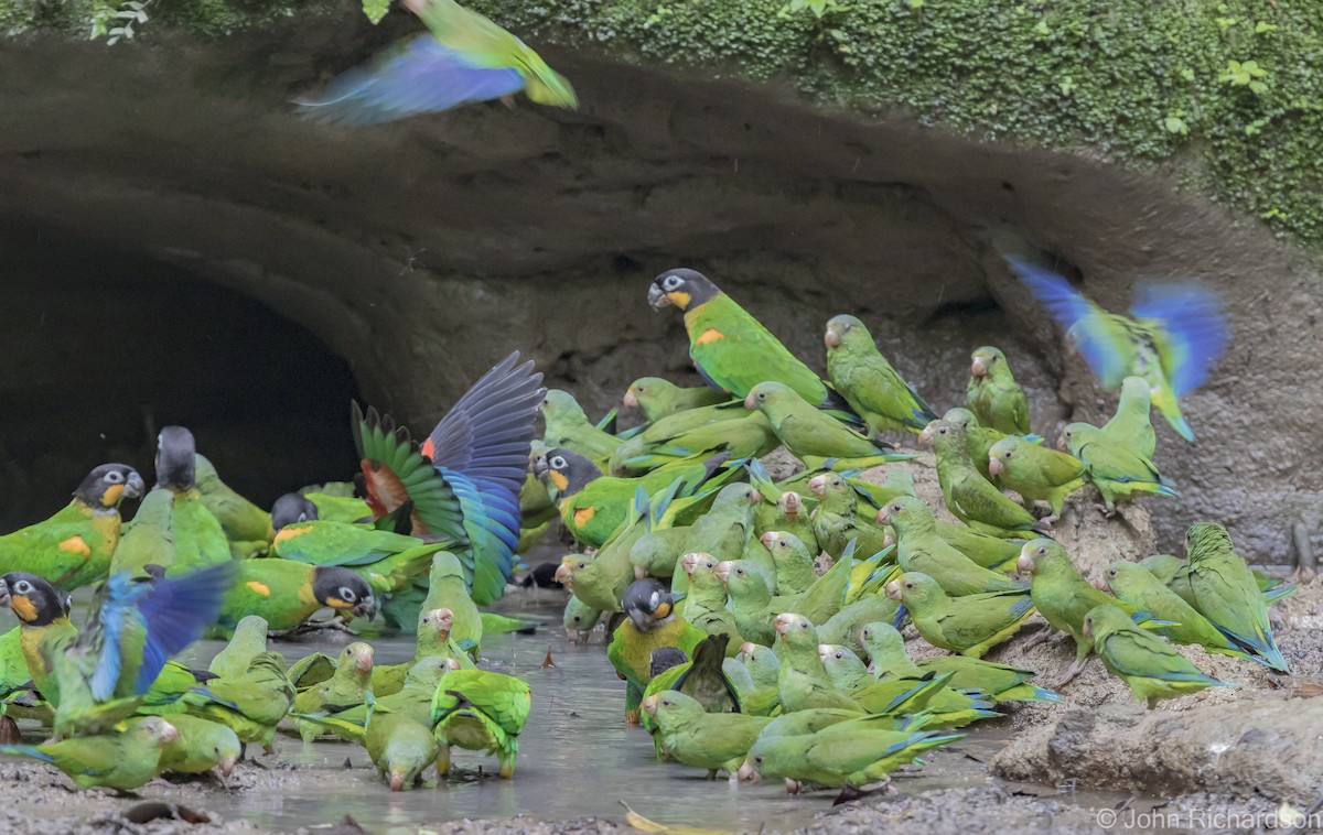 Cobalt-winged Parakeet - ML620464055