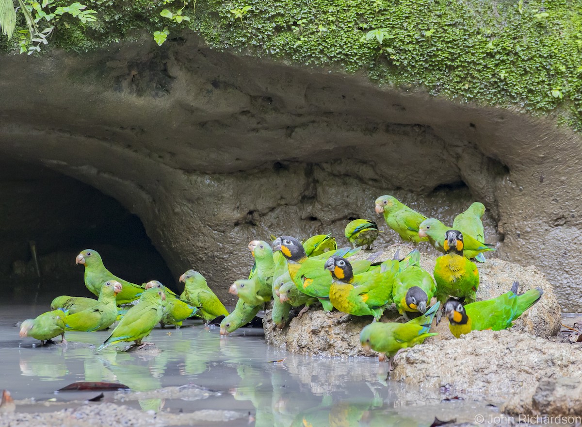 Cobalt-winged Parakeet - ML620464057