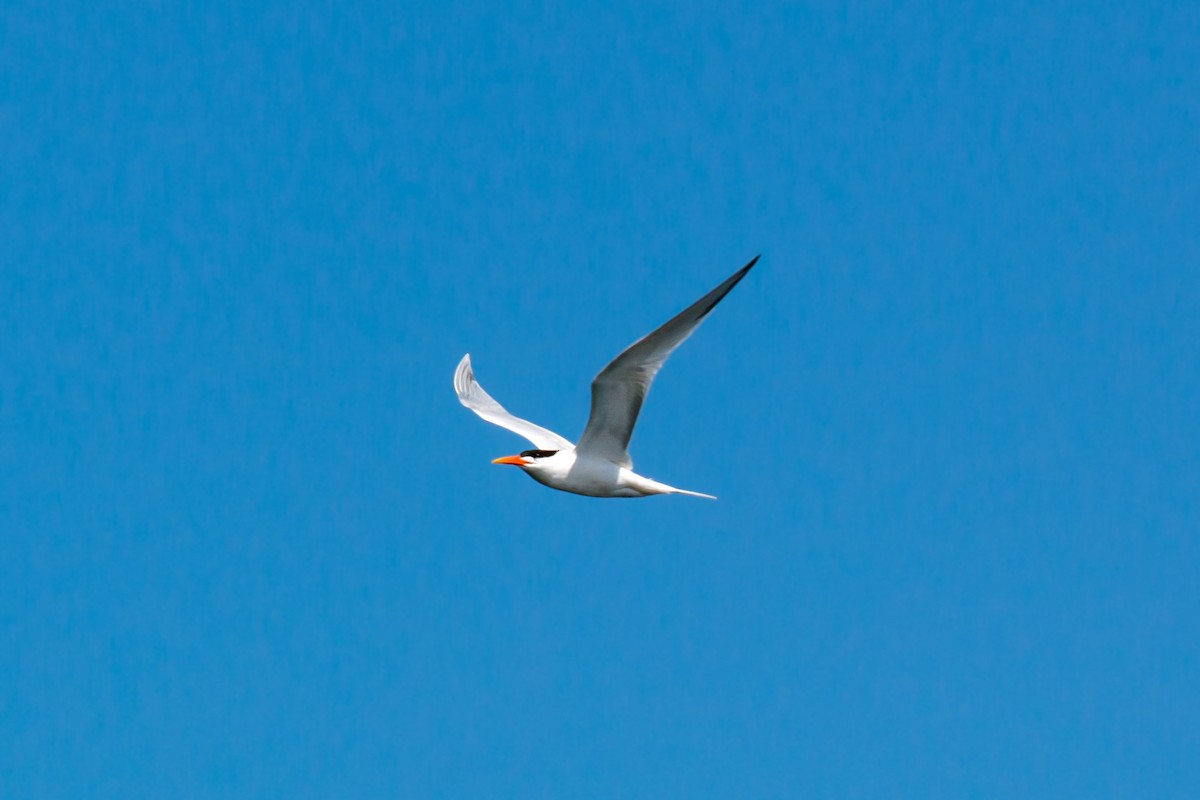 Caspian Tern - ML620464058