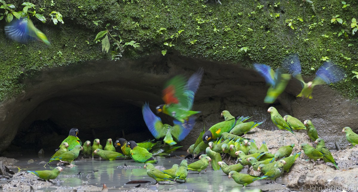 Cobalt-winged Parakeet - John Richardson
