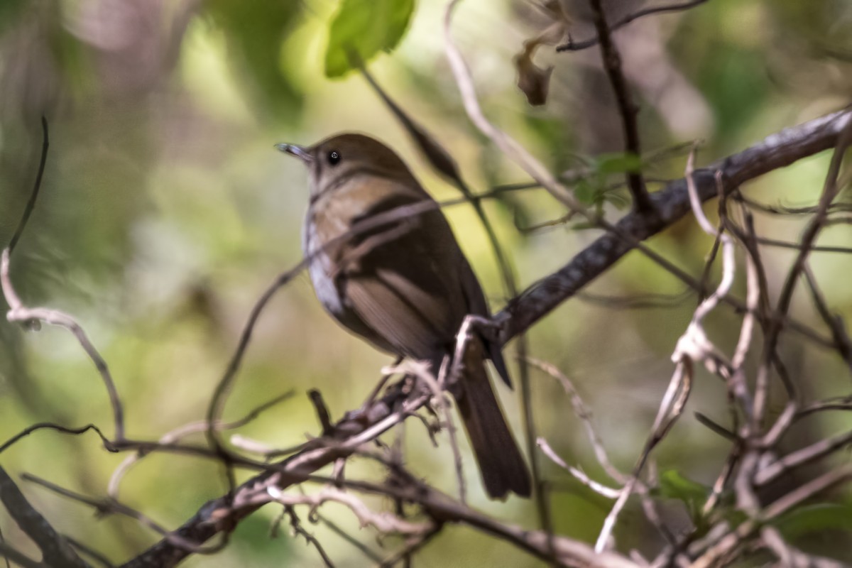 Russet Nightingale-Thrush - ML620464062