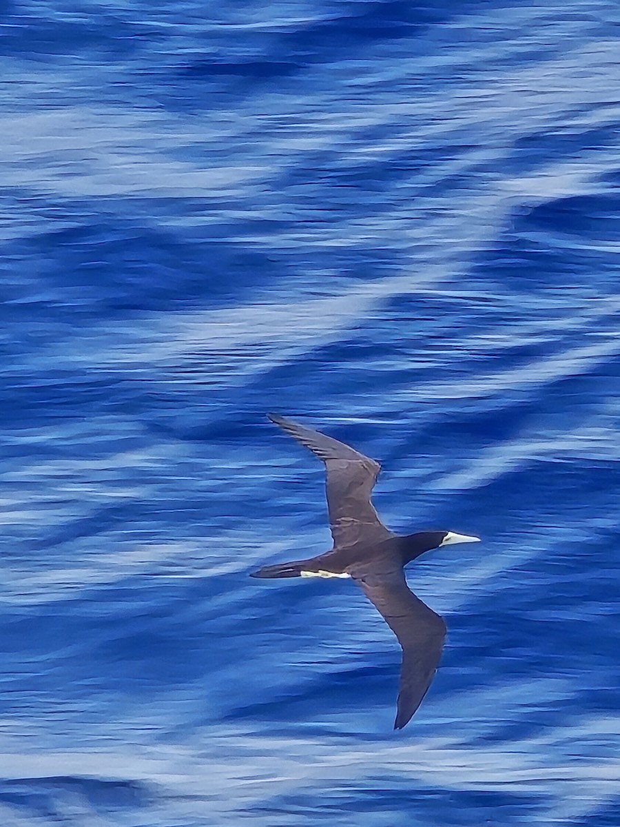 Brown Booby - ML620464067