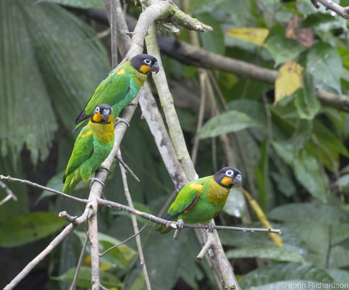 Orange-cheeked Parrot - ML620464068