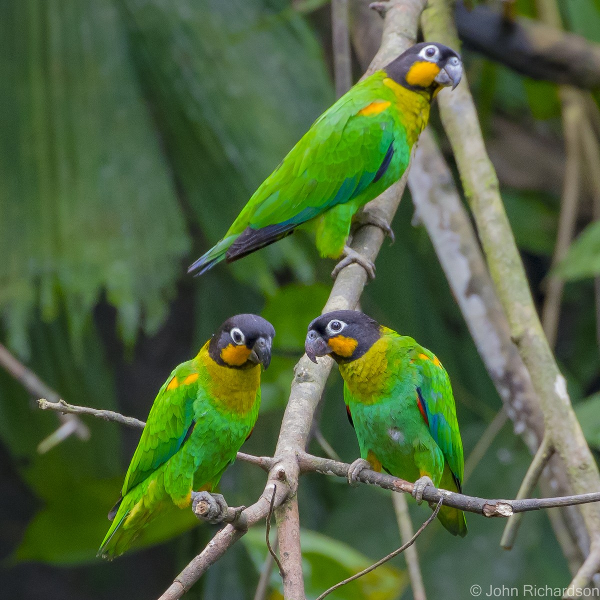 Orange-cheeked Parrot - ML620464069