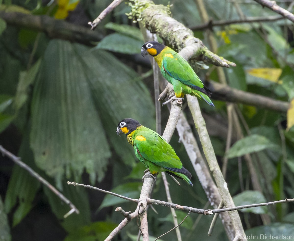 Orange-cheeked Parrot - ML620464070