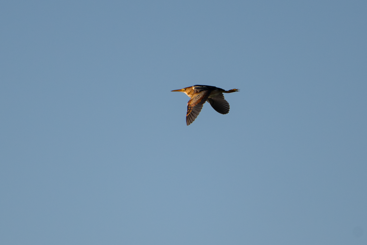 Least Bittern - ML620464071