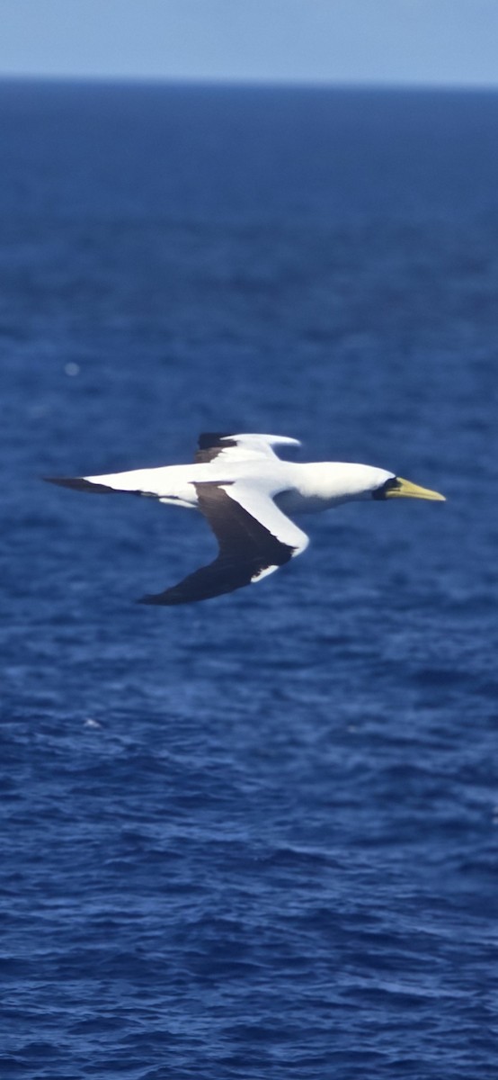 Masked Booby - ML620464072