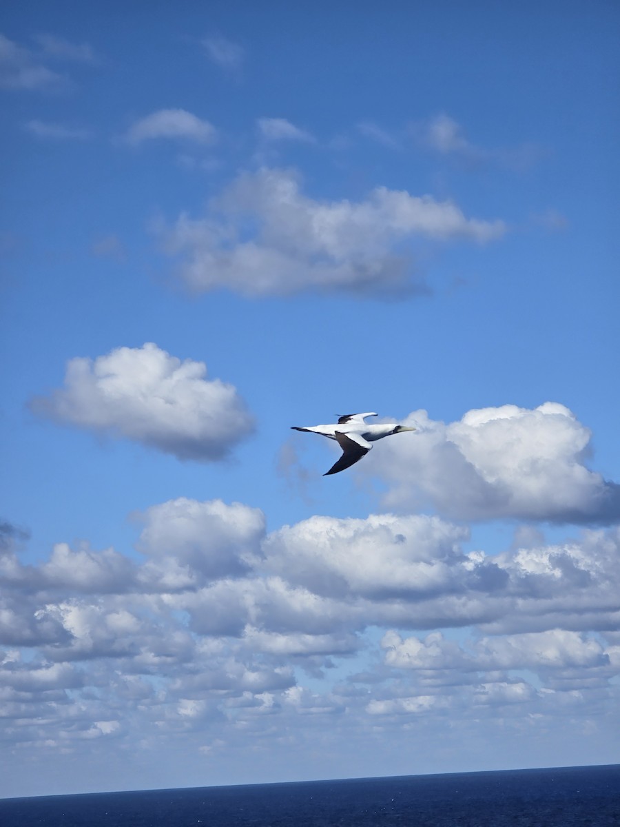 Masked Booby - ML620464073