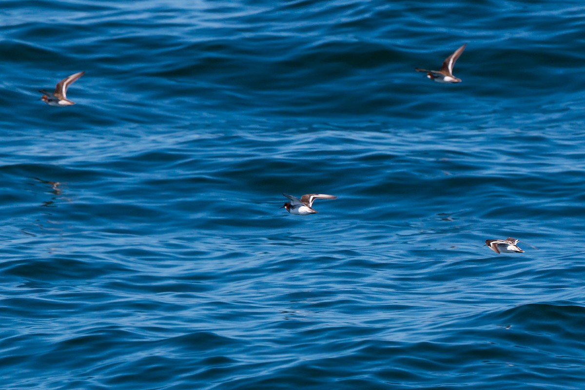 Red-necked Phalarope - ML620464077