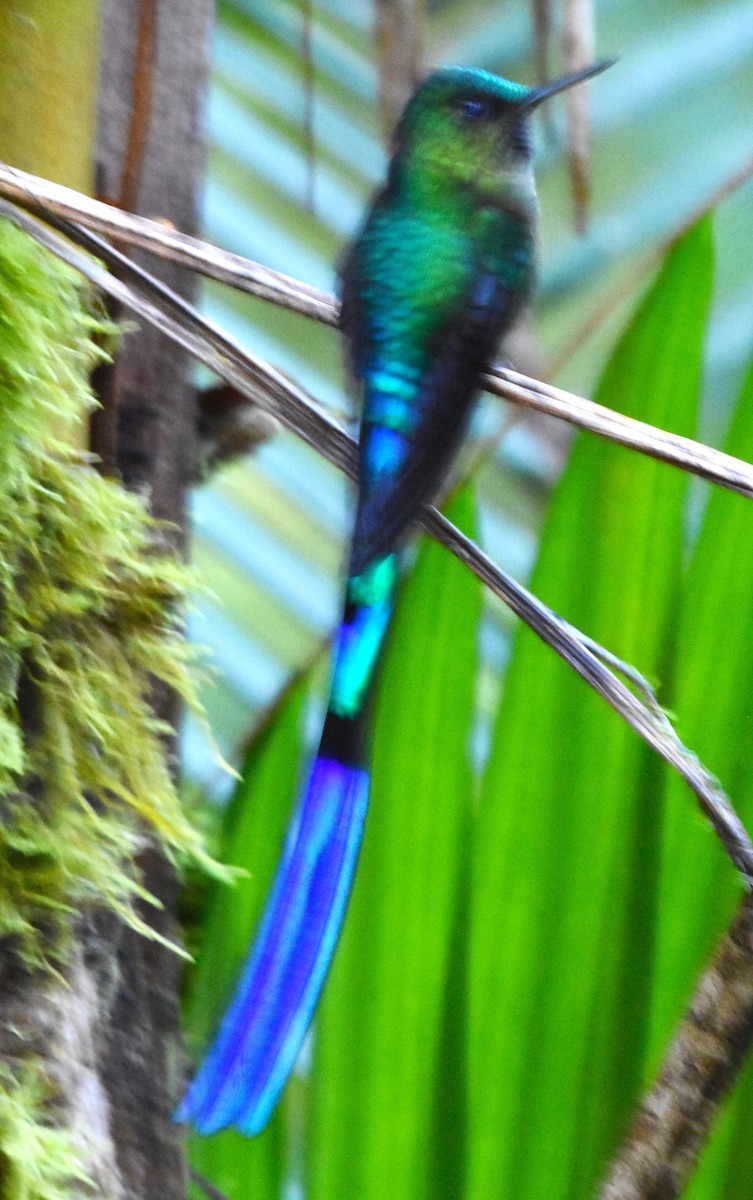 Violet-tailed Sylph - ML620464082