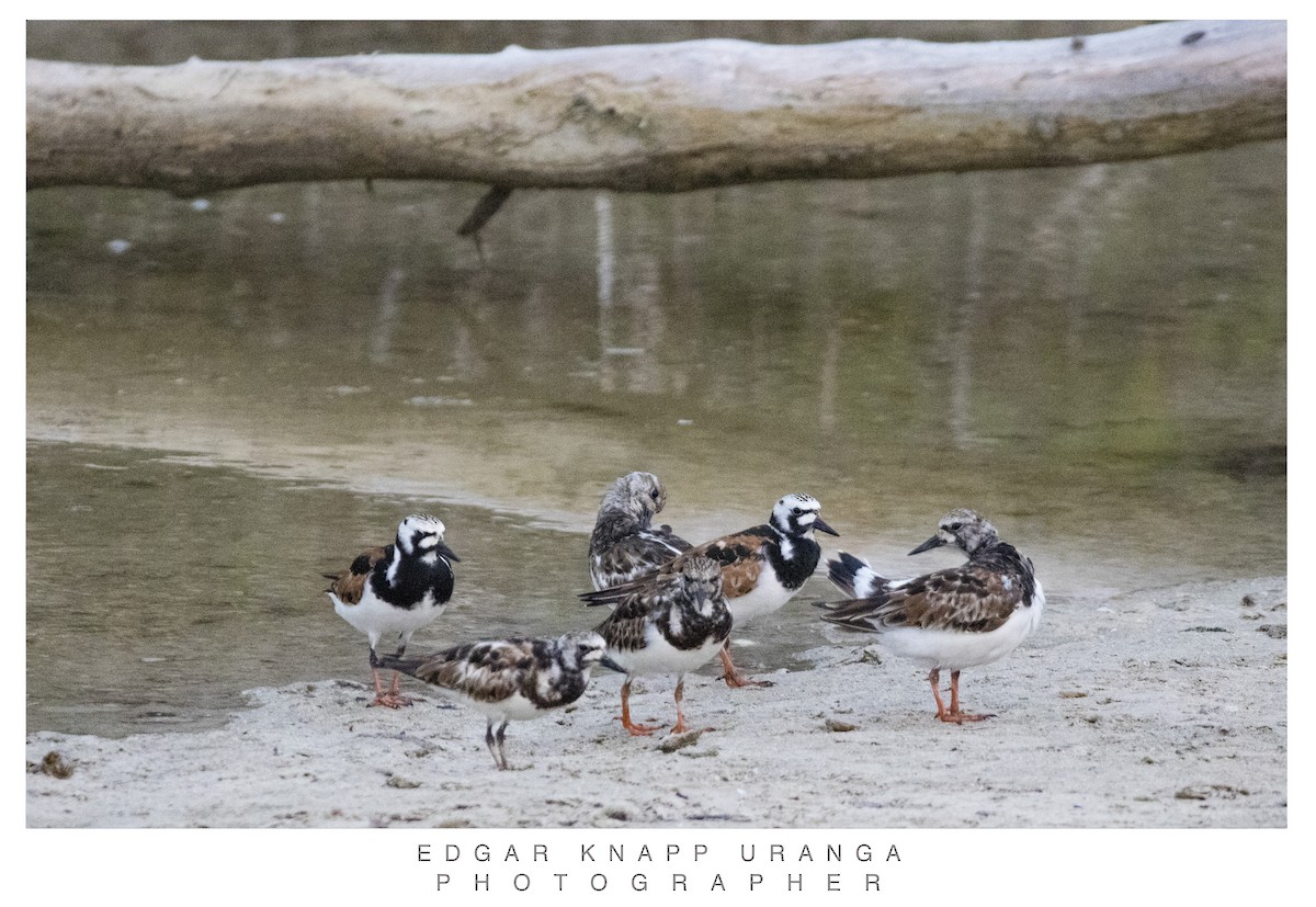 Ruddy Turnstone - ML620464083