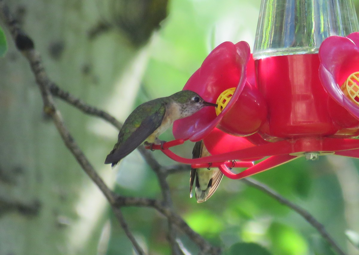 Calliope Hummingbird - ML620464085