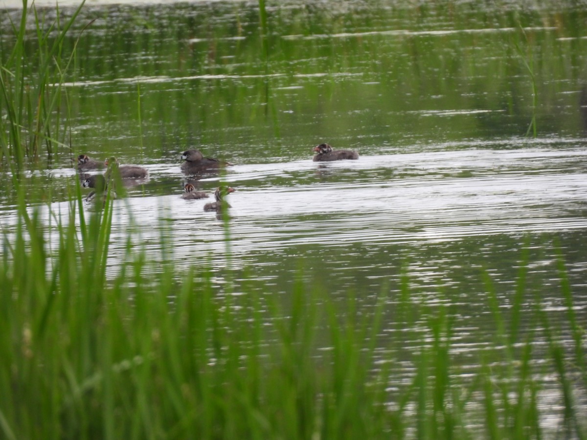 Pied-billed Grebe - ML620464086