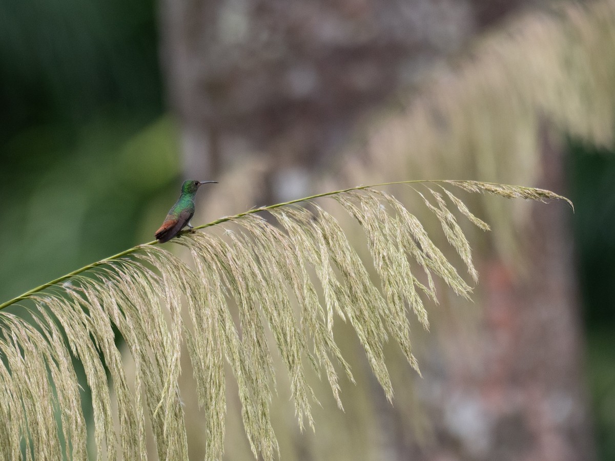 Rufous-tailed Hummingbird - ML620464089