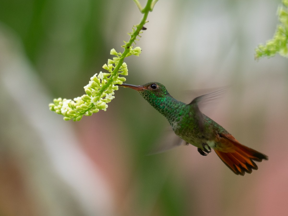 Rufous-tailed Hummingbird - Michele Kelly