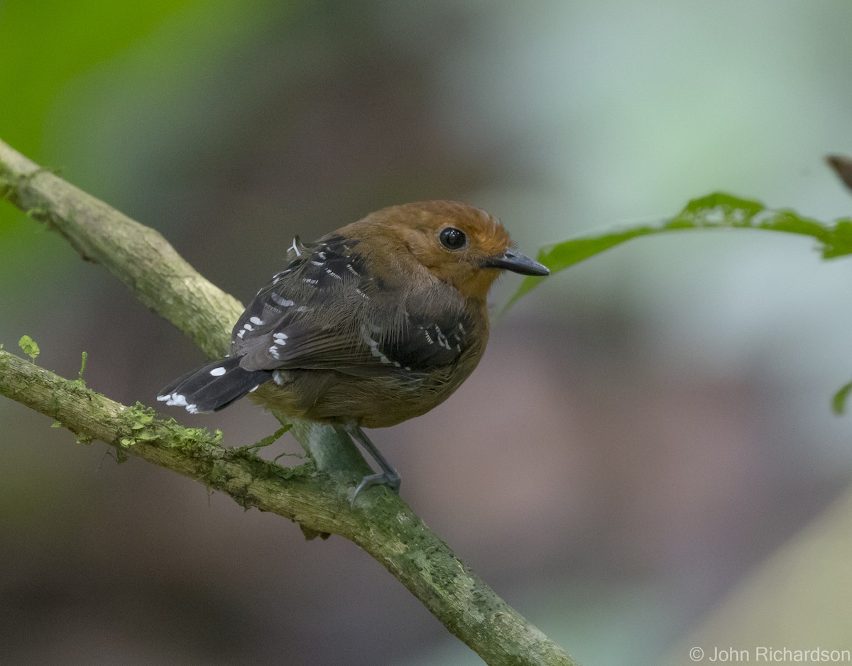 Common Scale-backed Antbird - ML620464091