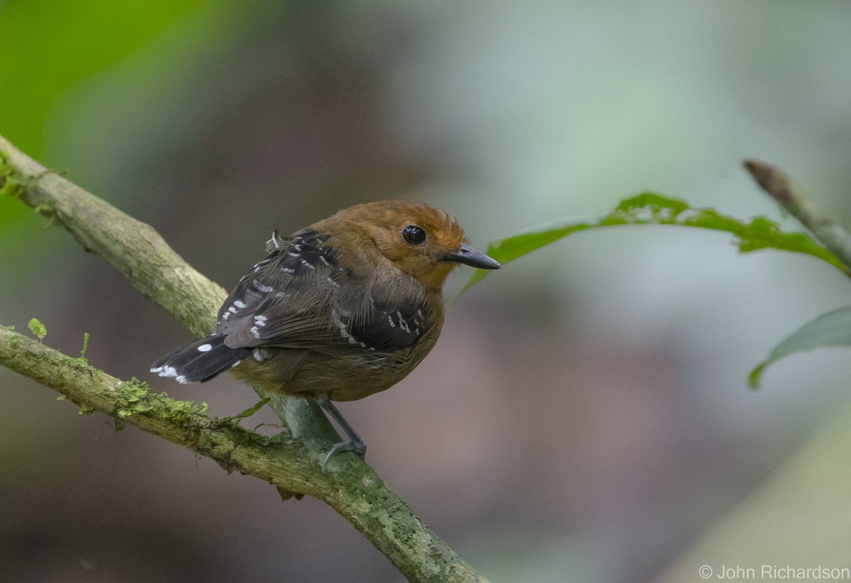 Common Scale-backed Antbird - John Richardson