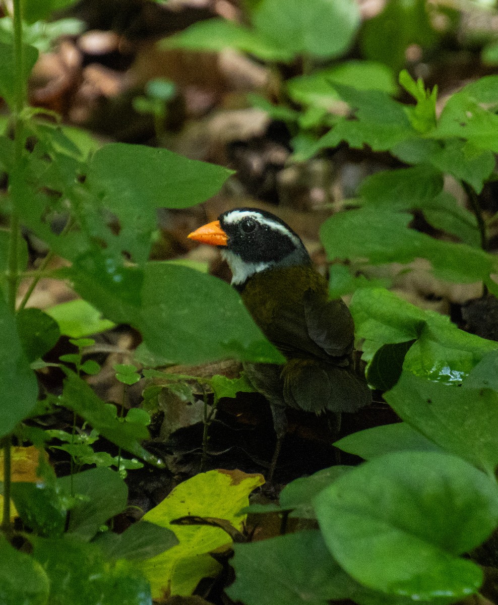 Orange-billed Sparrow - ML620464096