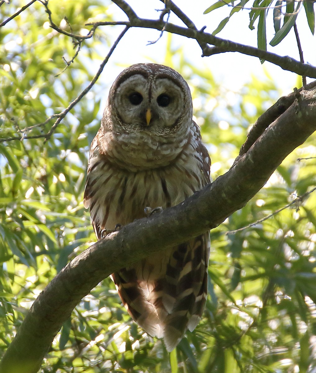 Barred Owl - ML620464099