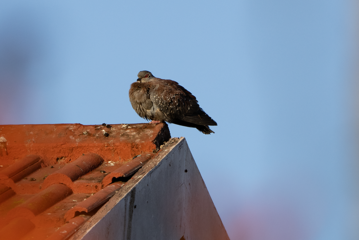 Speckled Pigeon - ML620464103