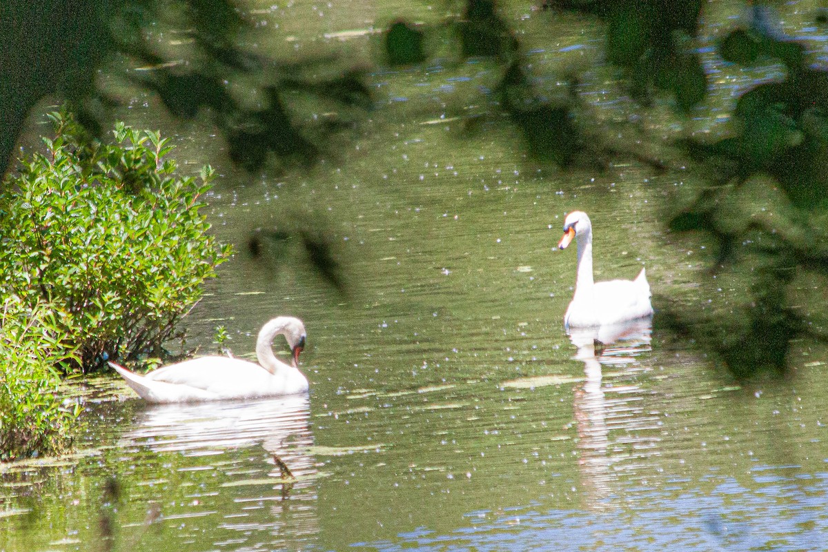 Mute Swan - Noah and Bill Bieljeski